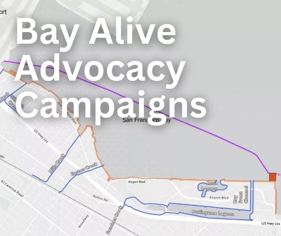 Bay Alive Campaign in the Loma Prieta Chapter Sierra Club